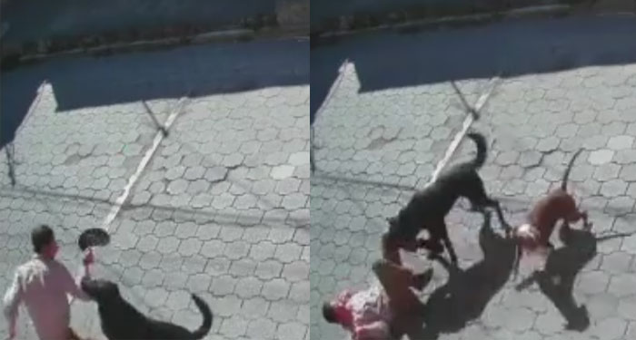 Momento en que perros callejeros atacan a un hombre en Xela (Video)