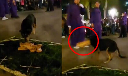 Momento en que perro roba el pan que adornaba alfombra y escapa entre la multitud (Video)