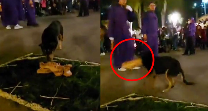 Momento en que perro roba el pan que adornaba alfombra y escapa entre la multitud (Video)
