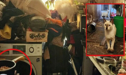 Mujer mataba gatos y los preparaba en guisos para comer con su familia (Video)