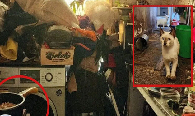 Mujer mataba gatos y los preparaba en guisos para comer con su familia (Video)