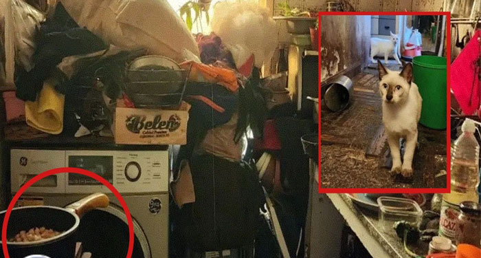 Mujer mataba gatos y los preparaba en guisos para comer con su familia (Video)