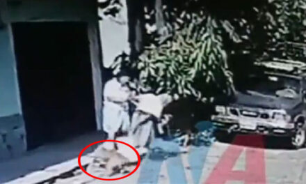 Momento en que Pitbull atacó a una abuelita en Quetzaltenango (Video)