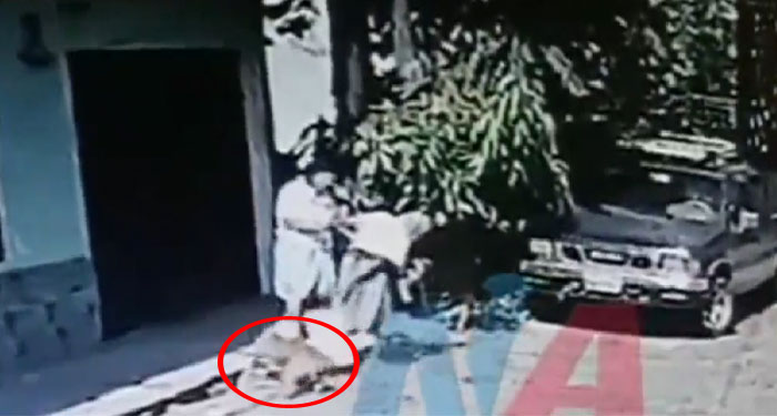 Momento en que Pitbull atacó a una abuelita en Quetzaltenango (Video)