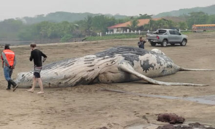 Turistas encuentran muerta a una ballena jorobada a las orillas de una playa