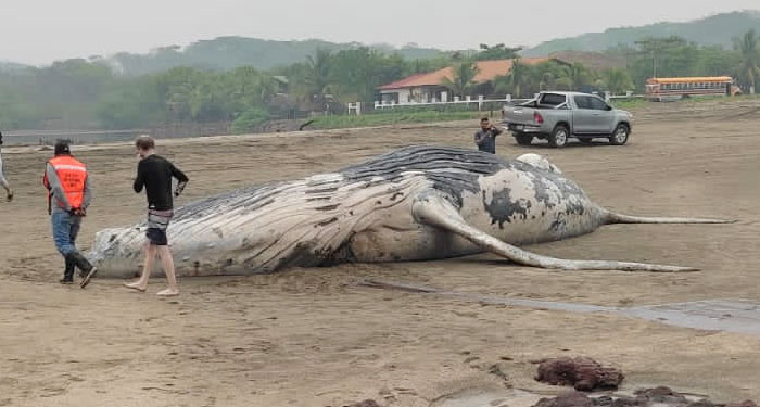 Turistas encuentran muerta a una ballena jorobada a las orillas de una playa