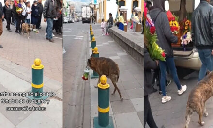 Perrita conmueve al acompañar cortejo fúnebre de su dueño y con un ramo de flores (Video)