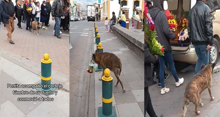 Perrita conmueve al acompañar cortejo fúnebre de su dueño y con un ramo de flores (Video)