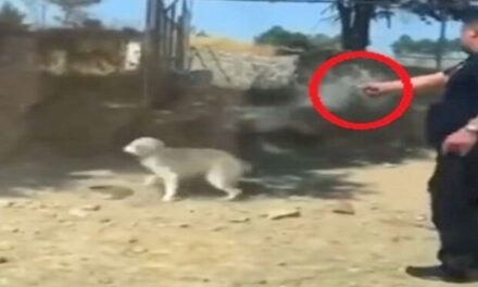 Político mata a balazos a un perro por perdió las elecciones (Video)