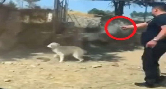 Político mata a balazos a un perro por perdió las elecciones (Video)