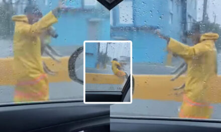 Momento en que Policía detiene el tráfico para rescatar a un perrito (VÍDEO)
