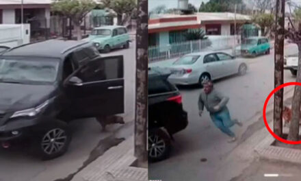 Momento en que perro se roba la camioneta y provoca un fuerte accidente (Video)