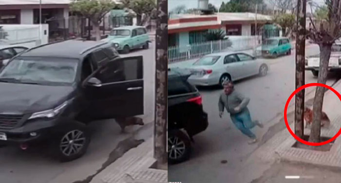 Momento en que perro se roba la camioneta y provoca un fuerte accidente (Video)