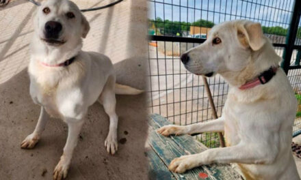 Perrita fue abandonado por su familia y aun así los espera que lleguen por ella