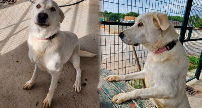 Perrita fue abandonado por su familia y aun así los espera que lleguen por ella