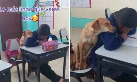 Perrita acompaña a su dueña y se duerme en su hombro durante las clases