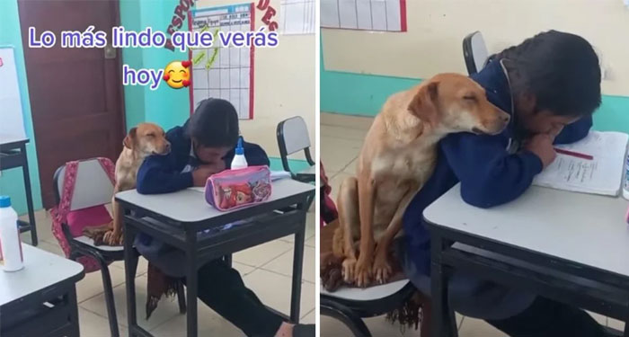 Perrita acompaña a su dueña y se duerme en su hombro durante las clases