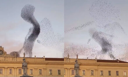 “Algo va a pasar” Aves crean peculiares formas en el cielo (Video)