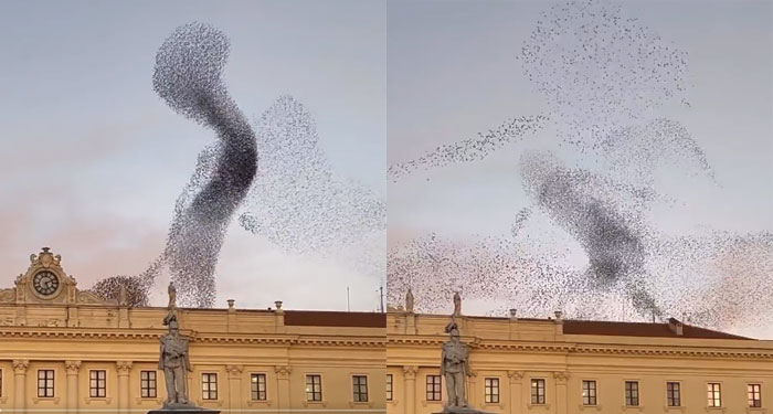 “Algo va a pasar” Aves crean peculiares formas en el cielo (Video)